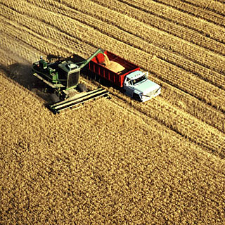Wheat harvest