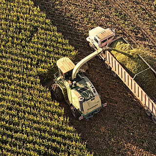 Corn harvest