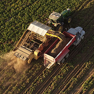 Potato harvest