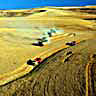 Wheat Harvest on the Palouse