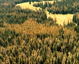 Larch Casebearer infestation - Fry Mdw