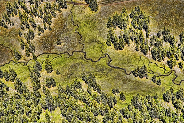 Spruce Budworm Infestation - 1991