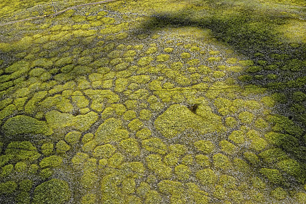 Spruce Budworm Infestation - 1991