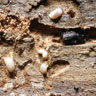 Mountain Pine Beetle adult and larvae
