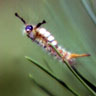 Douglas-fir Tussock Moth caterpillar