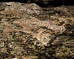 names chiseled on Independence Rock