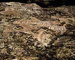 names chiseled on Independence Rock