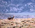 Pronghorn Antelope