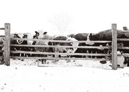 Cattle ridind out the Storm
