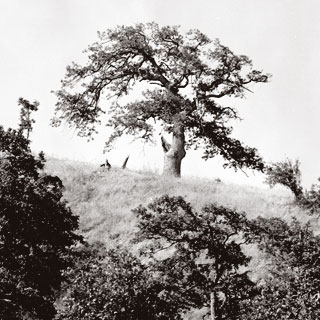 Rowena Oak