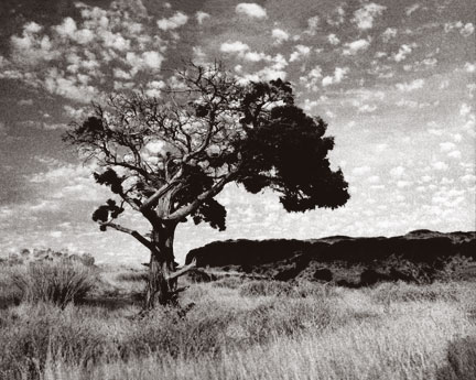 Columbia Plains Juniper