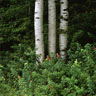 Birch Trees
