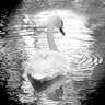 Swan