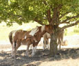 Horses Resting in Shjade
