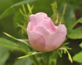 Rosebud