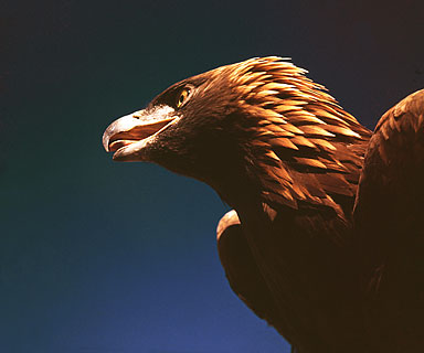 Golden Eagle