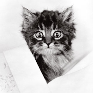 Wide-eyed kitten