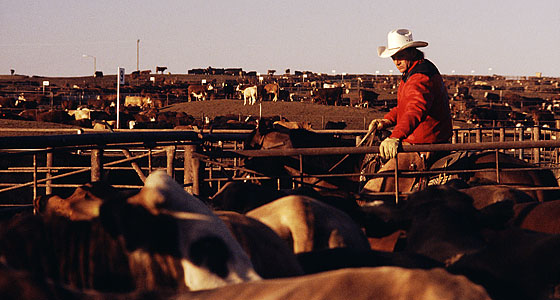 Feedlot pens