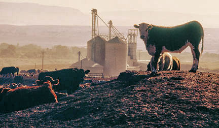 Beef Northwest feedlot
