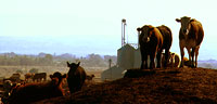Beef Northwest Feedlot