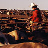 Beef Northwest Feedlot Pens
