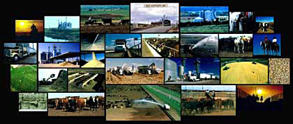 Wilson Cattle Company - Beef Northwest production mural