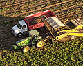 potato harvest