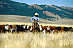 Cattle Round-Up