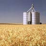 Wheat Storage