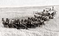 Mule-powered wheat combining