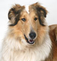 Collie