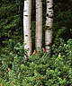 Birch Trees