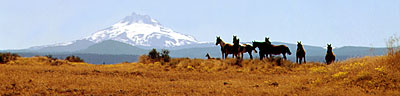 Mt Jefferson - Horses & Mules