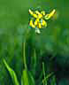 Fawn Lily