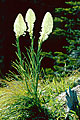Bear Grass