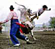Bull Rider