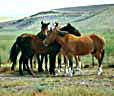 Horses