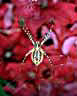 Garden Spider