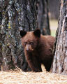 Black Bear Cub