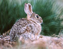 Cottontail Rabbit