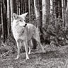 Coyote