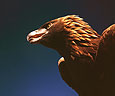 Golden Eagle