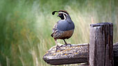 California Quail