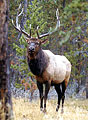 Bull Elk