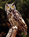 Great Horn Owl