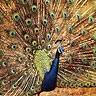 Peacock Fan