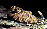 Coiled Rattlesnake