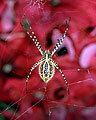 Garden Spider