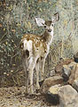Mule Deer Fawn