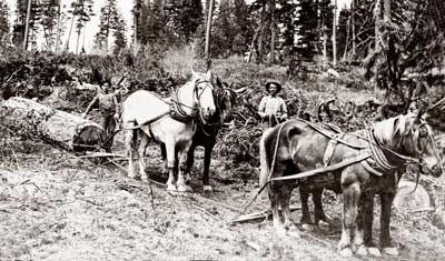 Horse logging